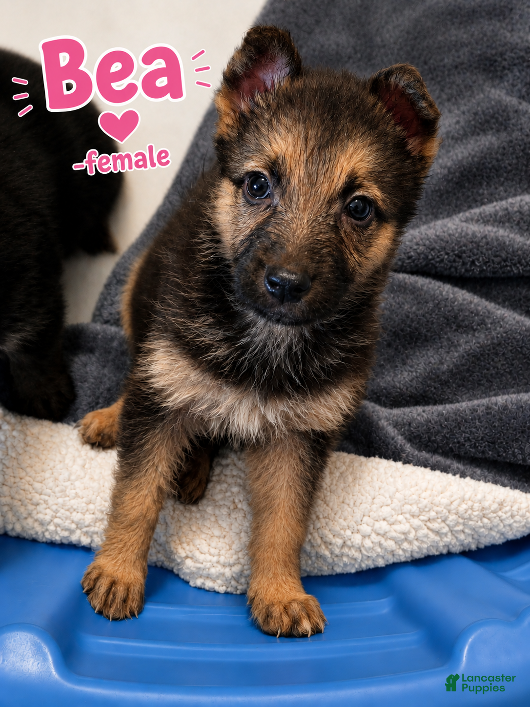 German Shepherd dogs Bea - Ad 1