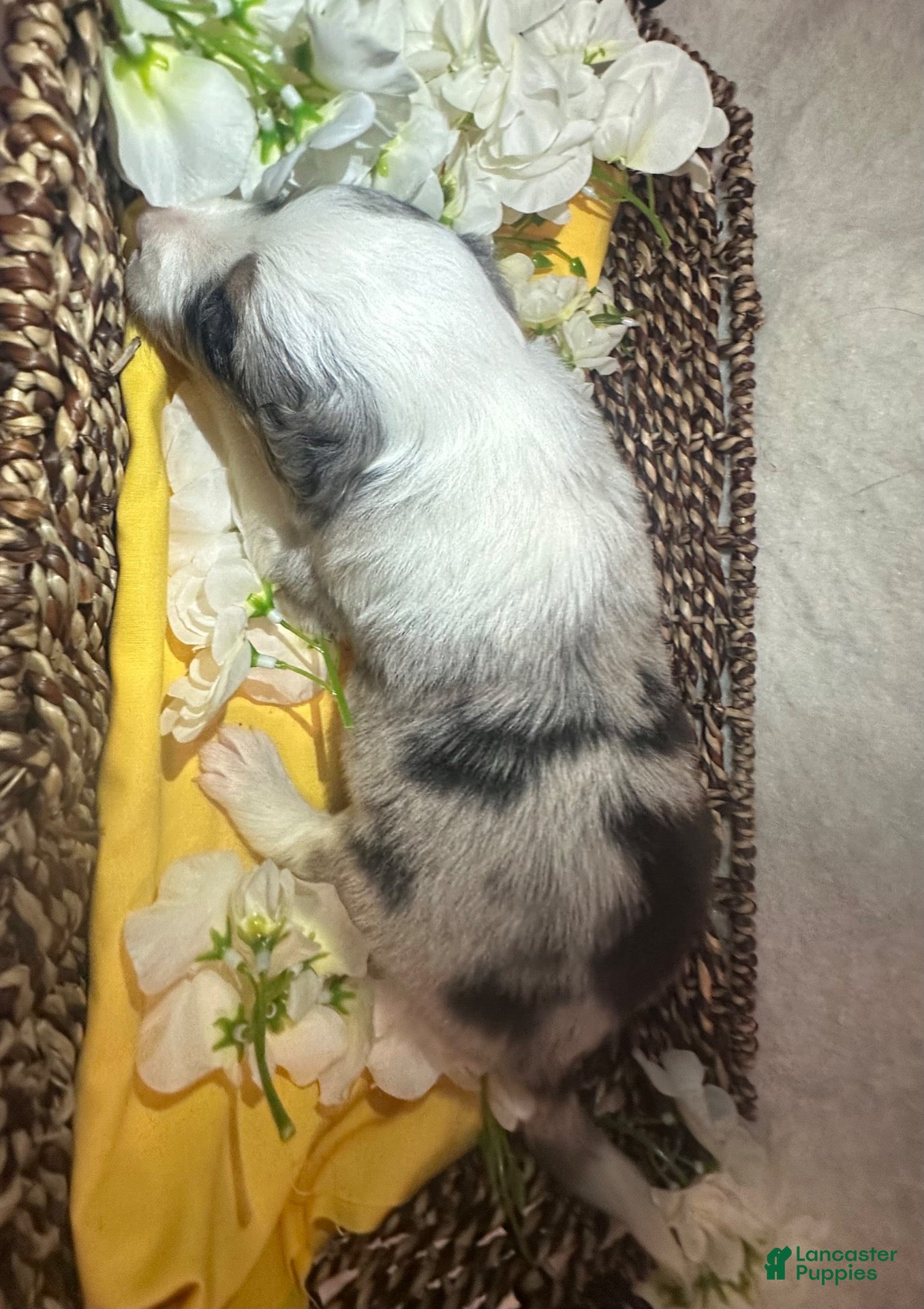 Border Collie dogs Dahlia - Ad 34