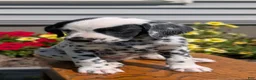 Dalmatian dogs for sale: Willow  - Ad 7