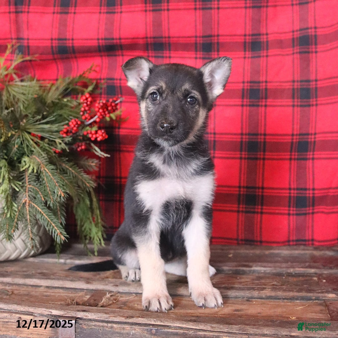German Shepherd dogs for sale: Bright - Ad 1