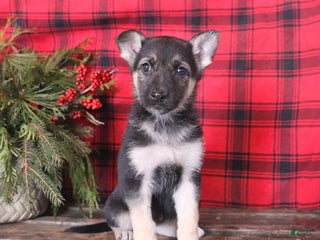 German Shepherd dogs Bright - Ad 12