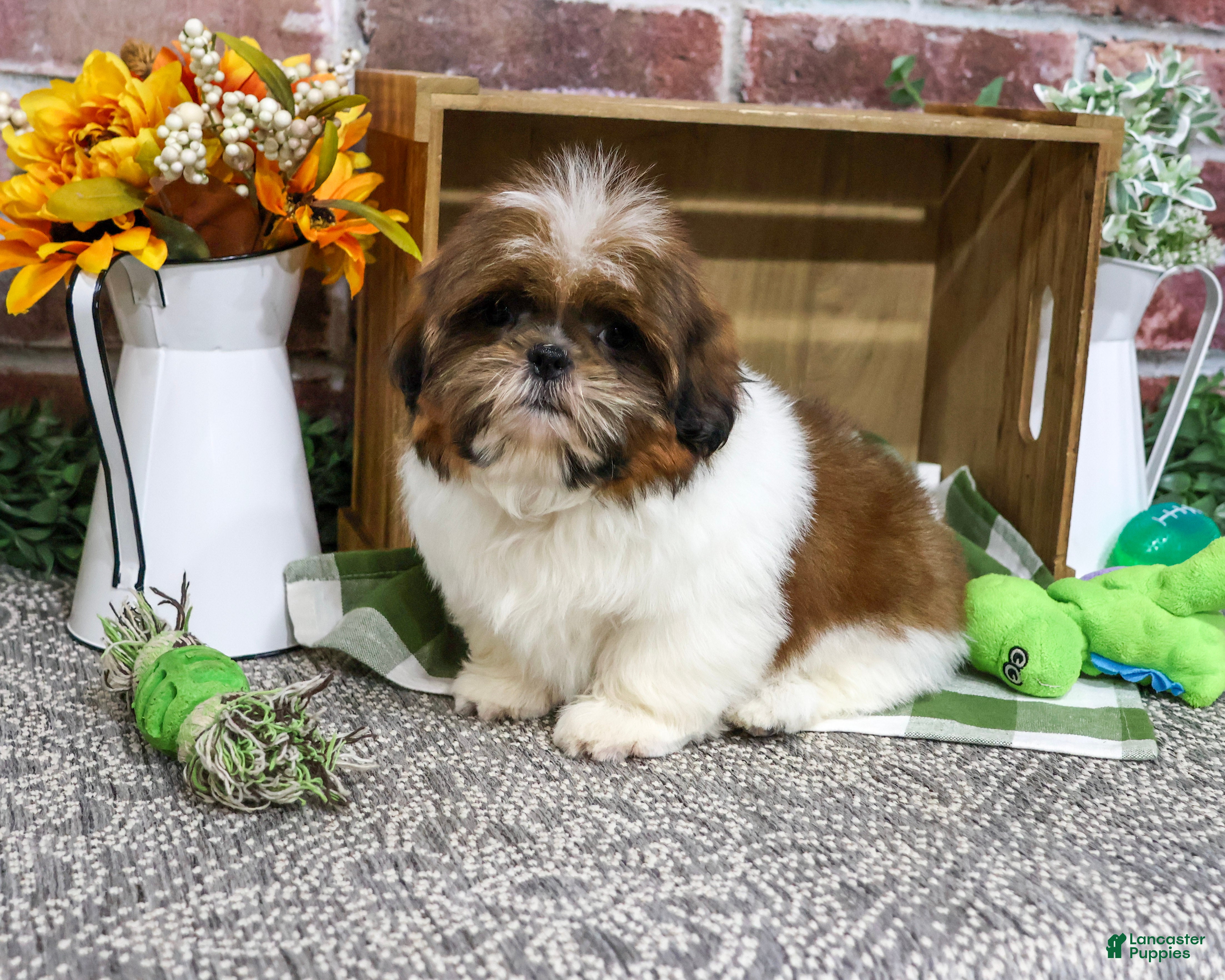 Shih Tzu dogs Larkspur - Ad 2