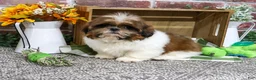 Shih Tzu dogs for sale: Larkspur - Ad 2