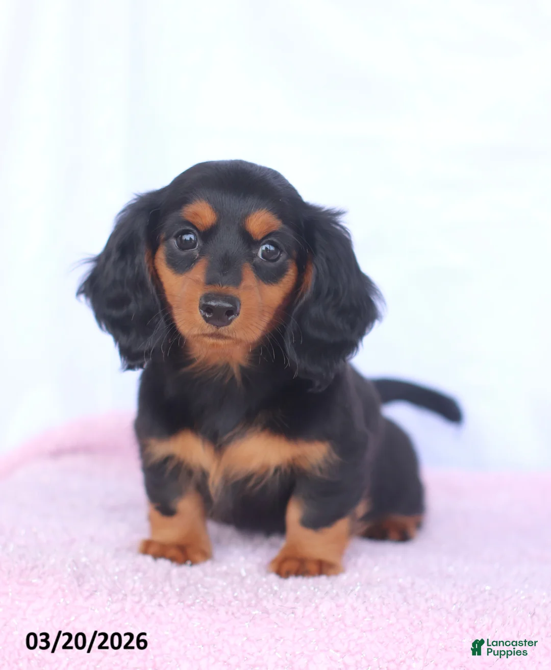 Miniature Dachshund dogs for sale: Ashley - Ad 1