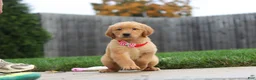 Golden Retriever dogs for sale: Maverick — Your New Golden Best Friend! 🐾 - Ad 7