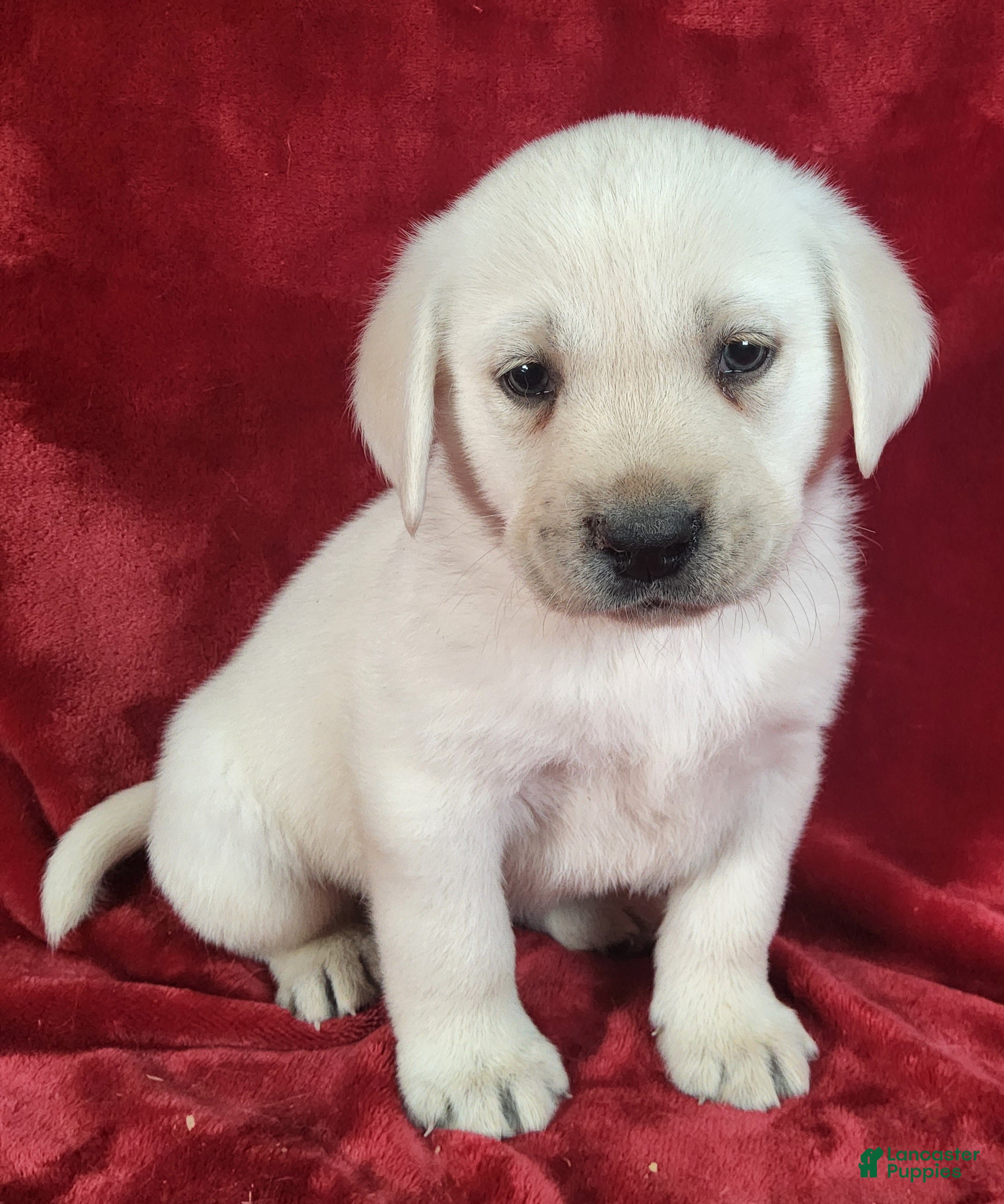 Labrador Retriever dogs Abe - Ad 2