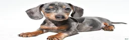 Dachshund dogs for sale: Teddy - Ad 9