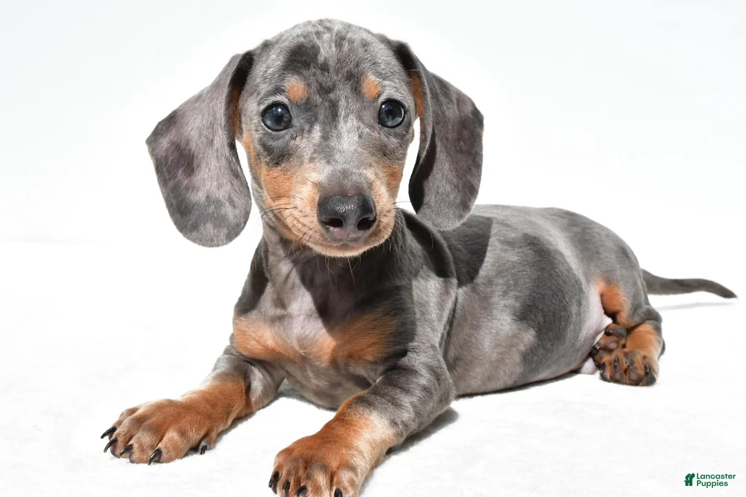 Dachshund dogs for sale: Teddy - Ad 9