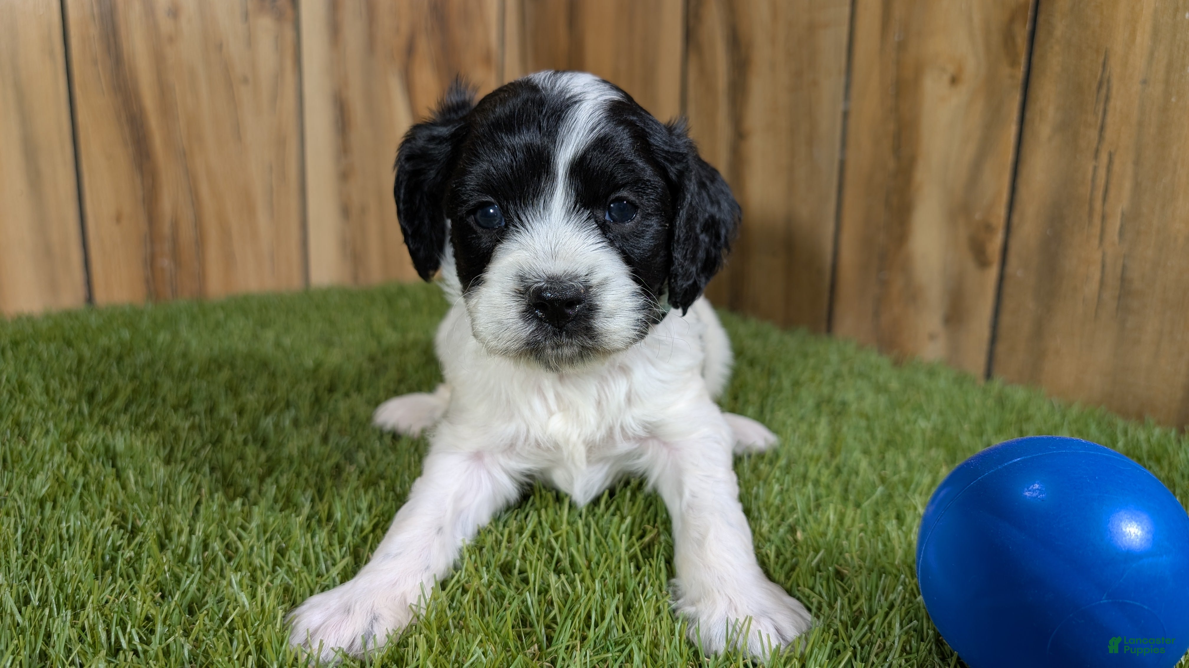 Cavapoo dogs Francis Boy 4 - Ad 23