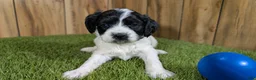 Cavapoo dogs for sale: Francis Boy 4 - Ad 1