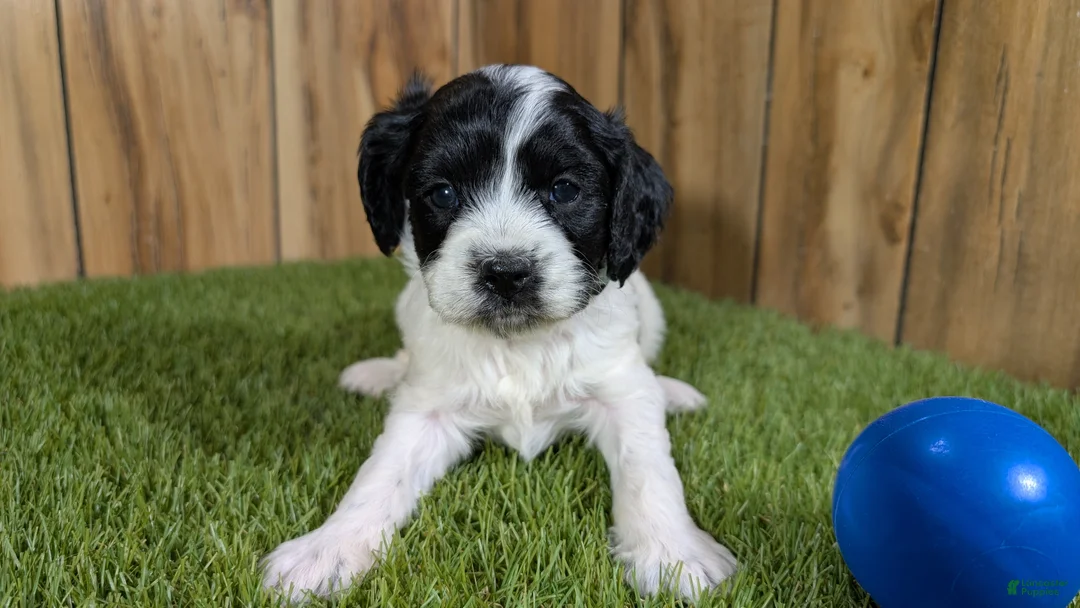 Cavapoo dogs for sale: Francis Boy 4 - Ad 1