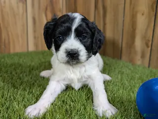 Cavapoo dogs Francis Boy 4 - Ad 23