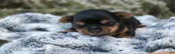 Yorkshire Terrier dogs for sale: Holly Yorkshire Terrier  - Ad 4