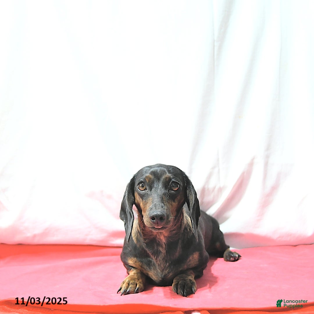 Miniature Dachshund dogs for sale: Jessa RARE COLOR - Ad 11
