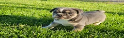 Mixed Breed dogs for sale: Mini Bulldog Blue - Ad 6