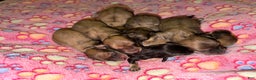 Miniature Dachshund dogs for sale: Cream - Ad 41