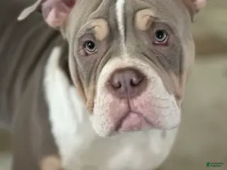 American Bully dogs FATBOY - Ad 33