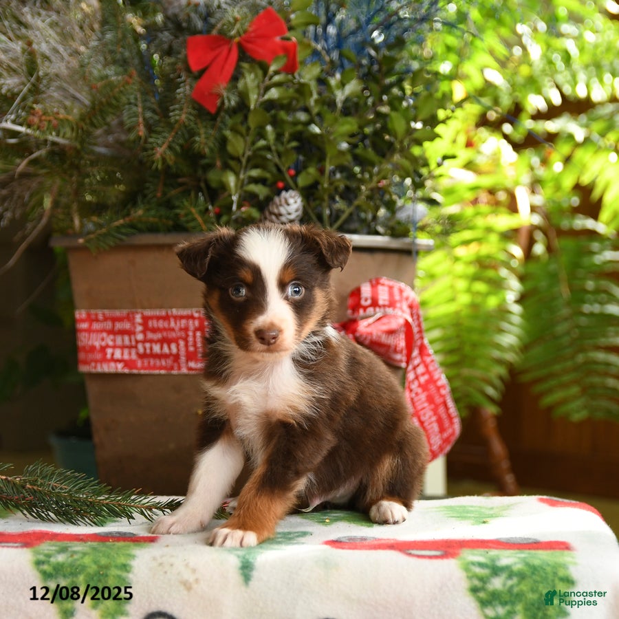Australian Shepherd dogs Asher - Ad 6