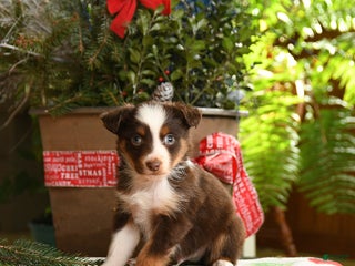 Australian Shepherd dogs Asher - Ad 36