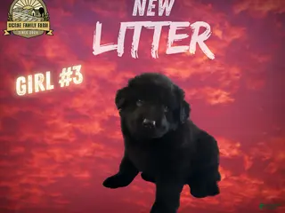 German Shepherd dogs German Shepherd Girl 3 - Ad 34