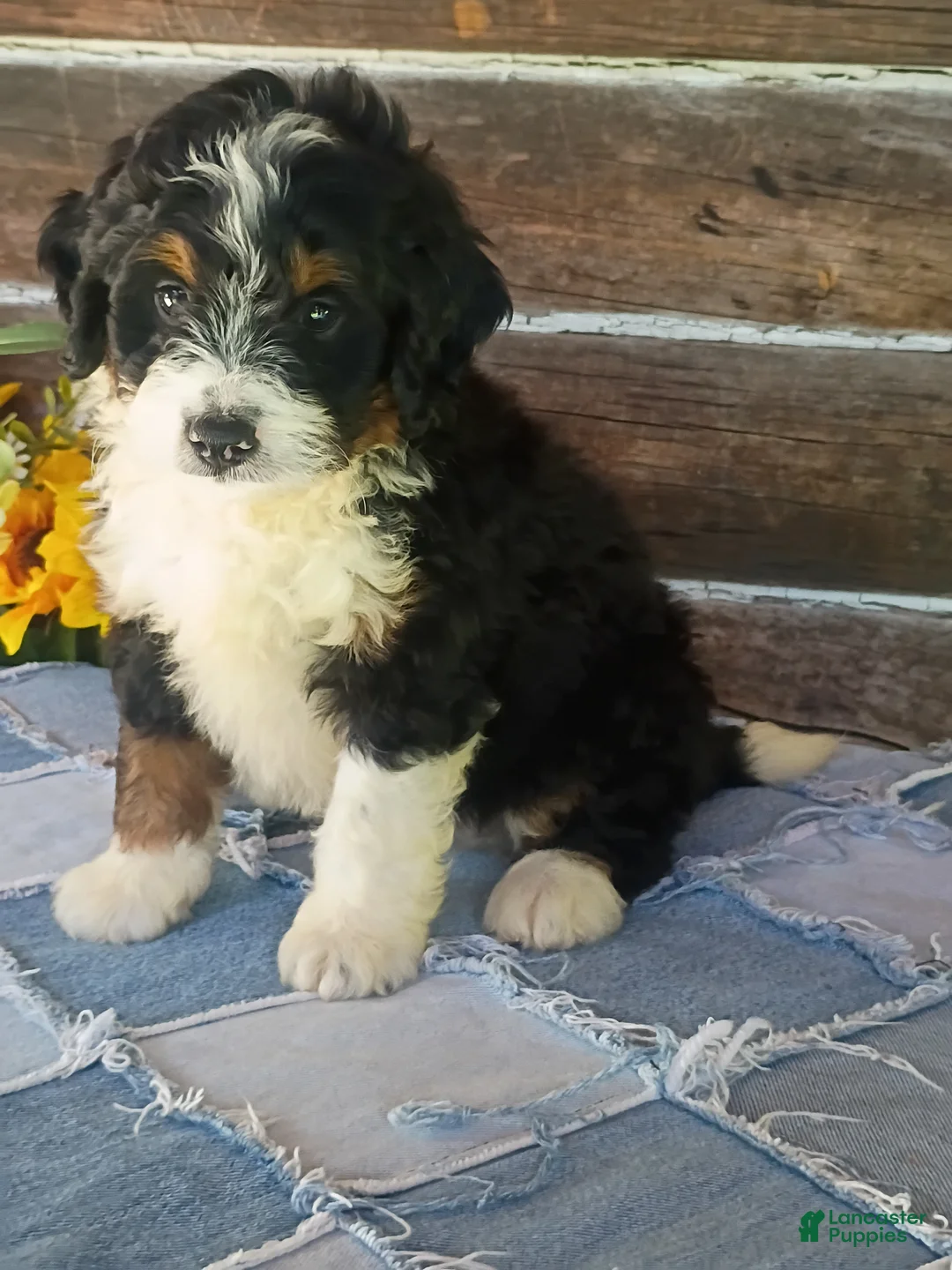 Mini Bernedoodle dogs for sale: Mini Bernedoodle 2 - Ad 2