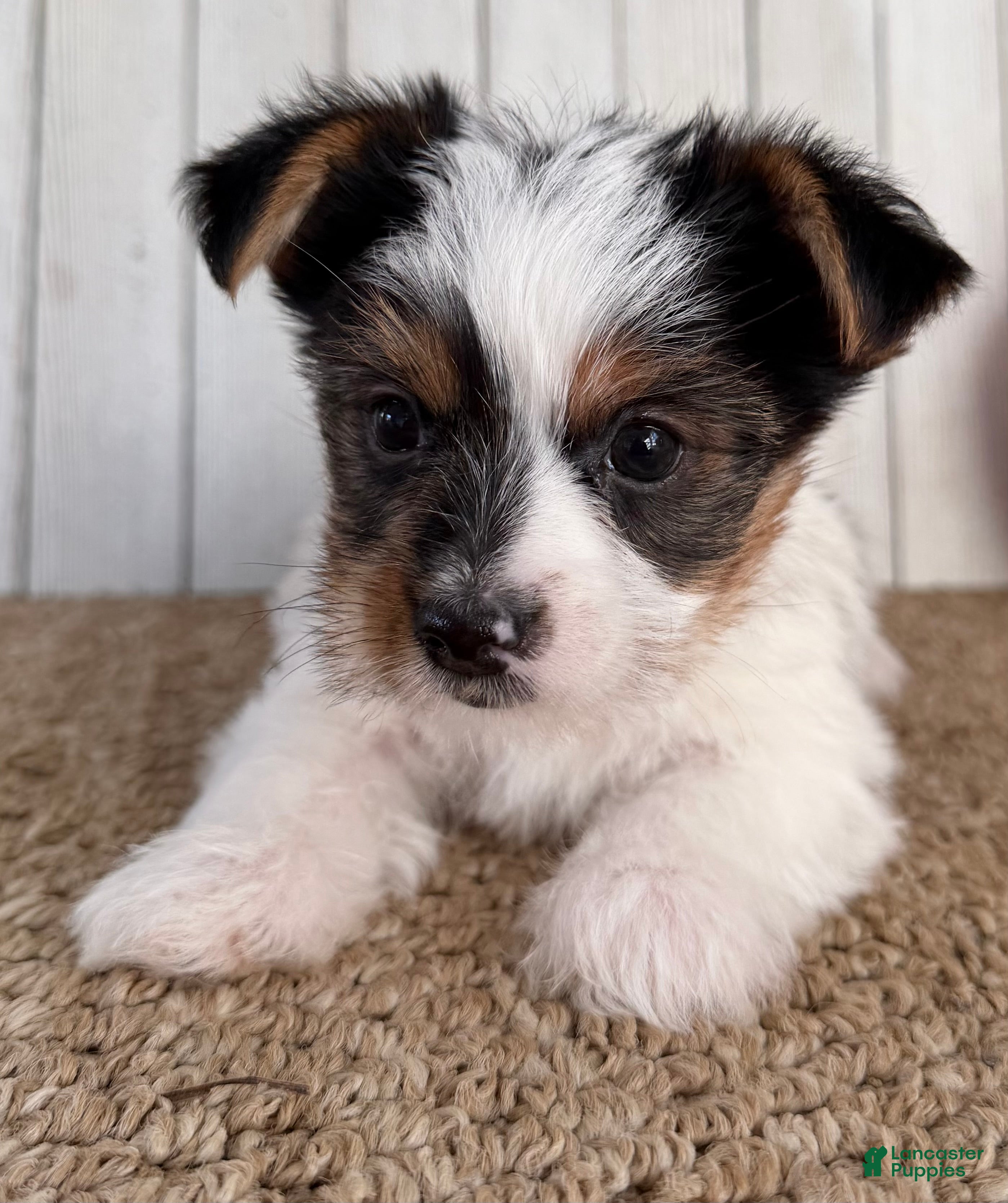 Yorkshire Terrier dogs for sale: Lexie Female AKC Yorkshire Terrier - Ad 2