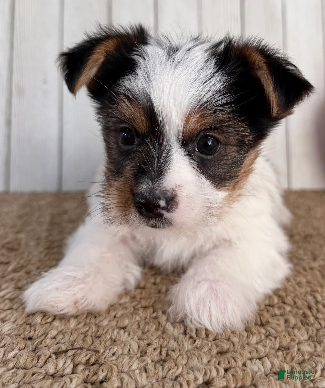 Yorkshire Terrier dogs for sale: Lexie Female AKC Yorkshire Terrier - Ad 2