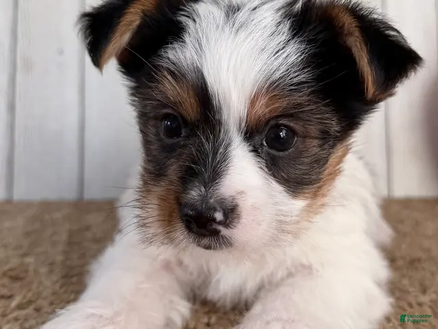Yorkshire Terrier dogs for sale: Lexie Female AKC Yorkshire Terrier - Ad 2