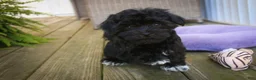 Havanese dogs for sale: Maltilda Havanese - Ad 6