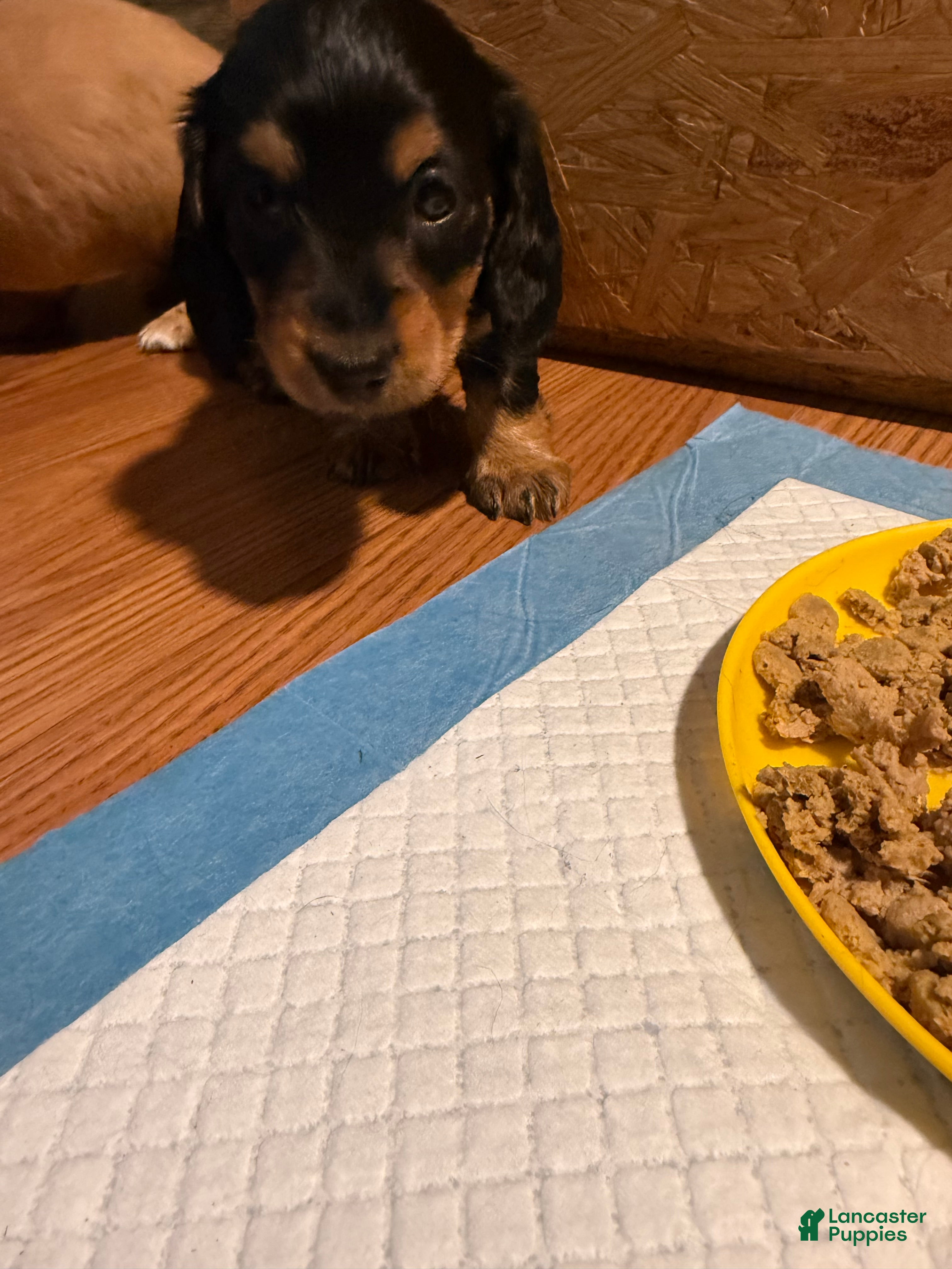 Miniature Dachshund dogs Goldie - Ad 2