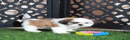 Shih Tzu dogs for sale: Bridget Gorgeous Imperial Shih-tzu - Ad 2