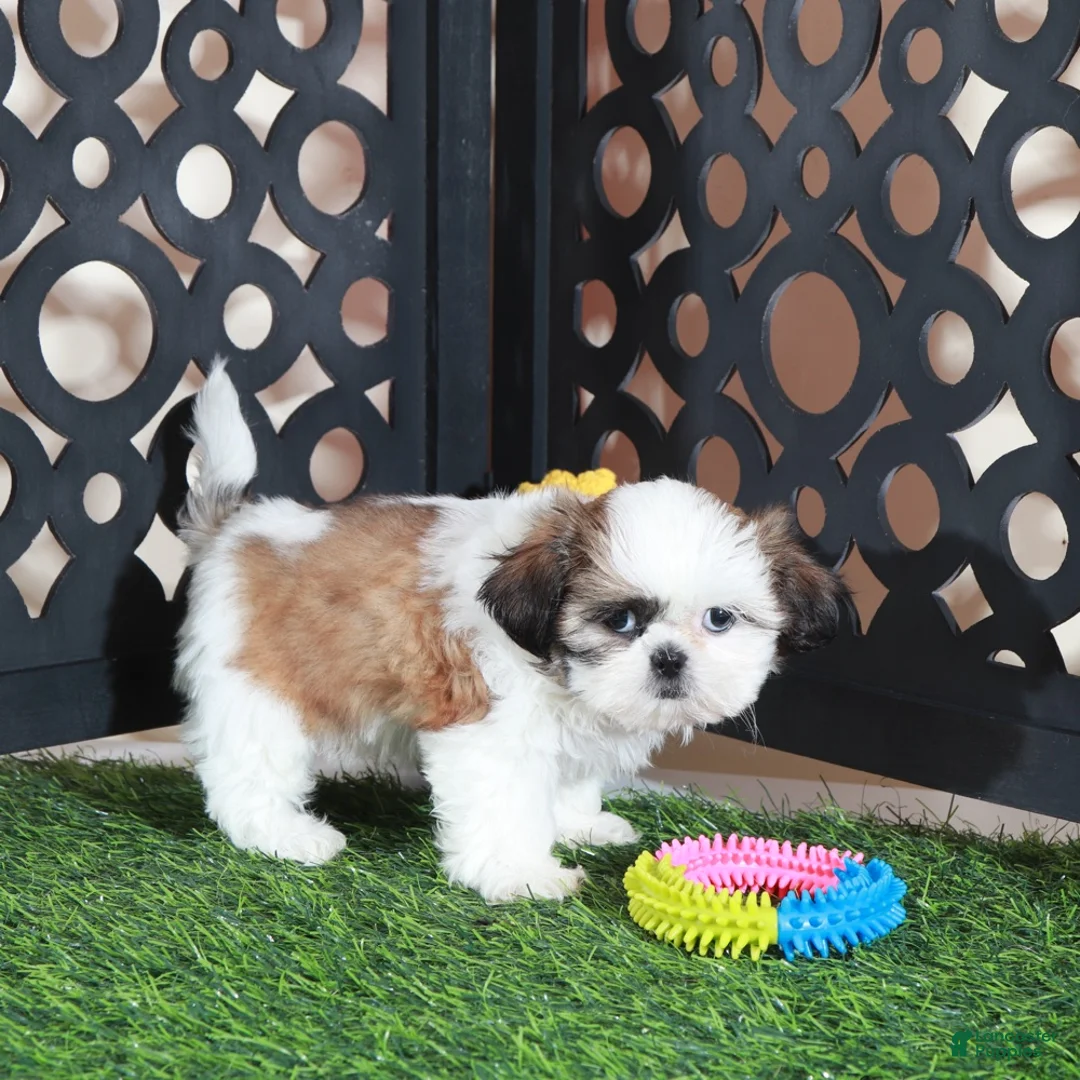 Shih Tzu dogs for sale: Bridget Gorgeous Imperial Shih-tzu - Ad 2