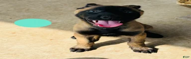 Belgian Malinois 2