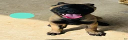 Belgian Malinois dogs for sale: Belgian Malinois 2 - Ad 1