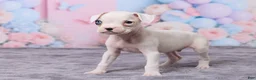 Boxer dogs for sale: Ryder - Ad 5
