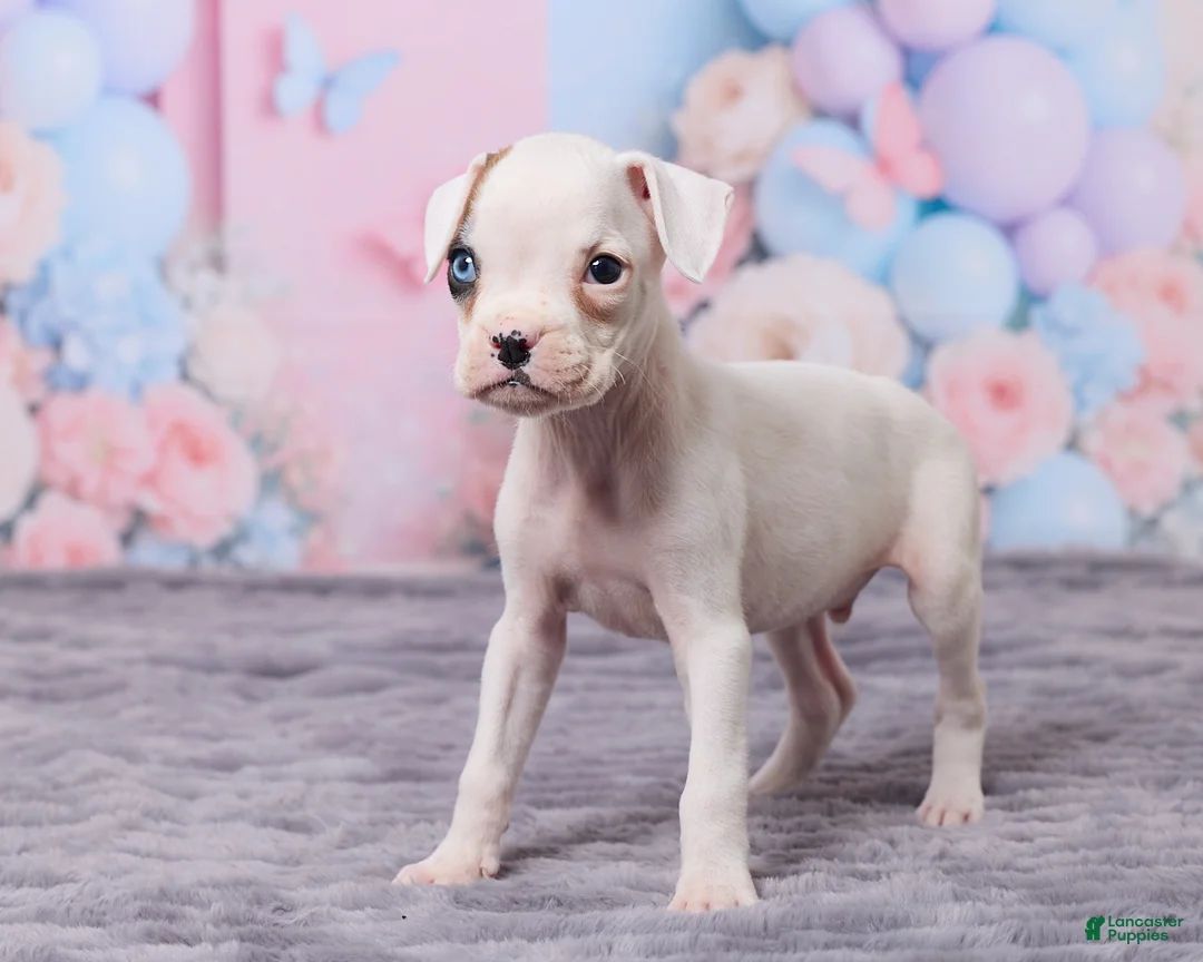 Boxer dogs for sale: Ryder - Ad 5