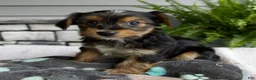 Morkie dogs for sale: Wendy - Ad 4