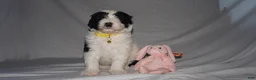 Mixed Breed dogs for sale: Osita/Little Bear - Ad 1