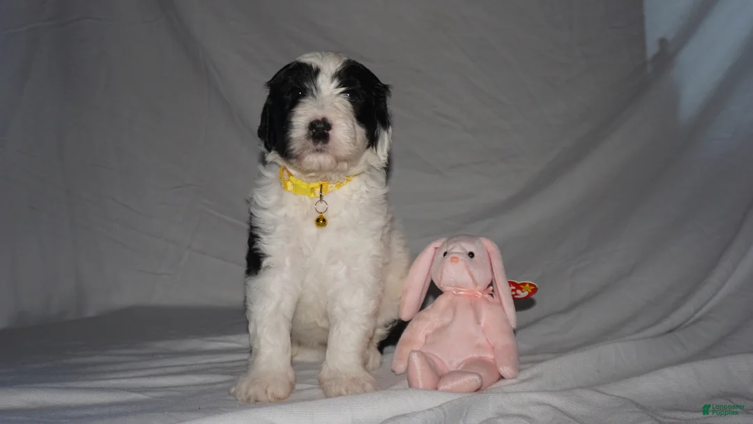Mixed Breed dogs for sale: Osita/Little Bear - Ad 1