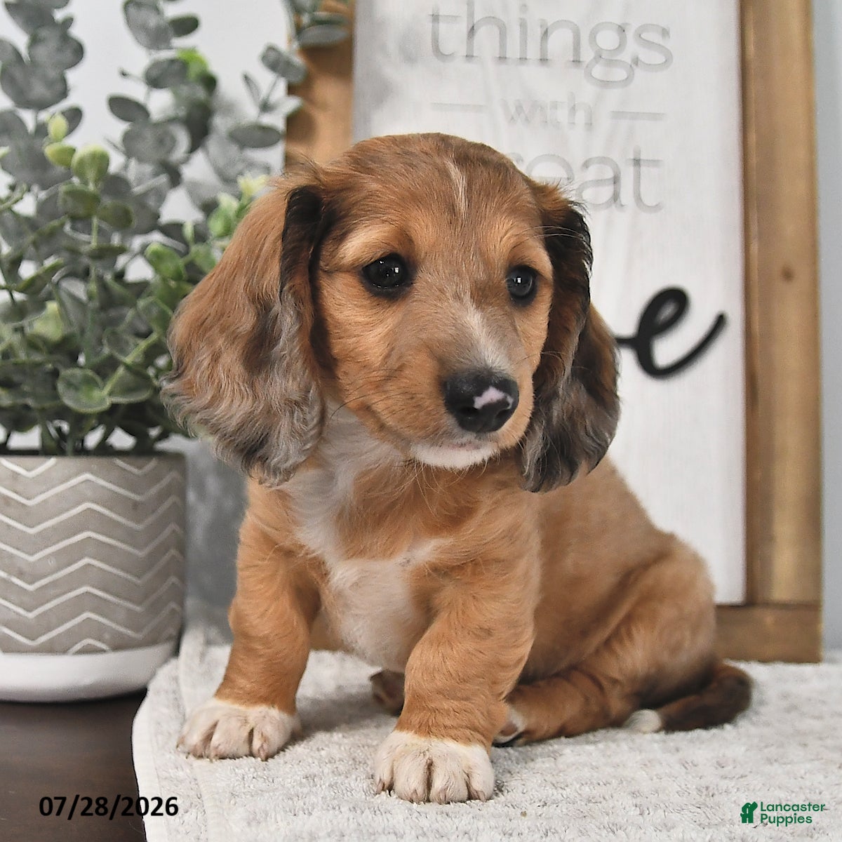 Miniature Dachshund dogs Miles - Ad 2