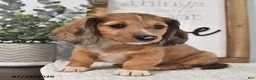 Miniature Dachshund dogs for sale: Miles - Ad 2