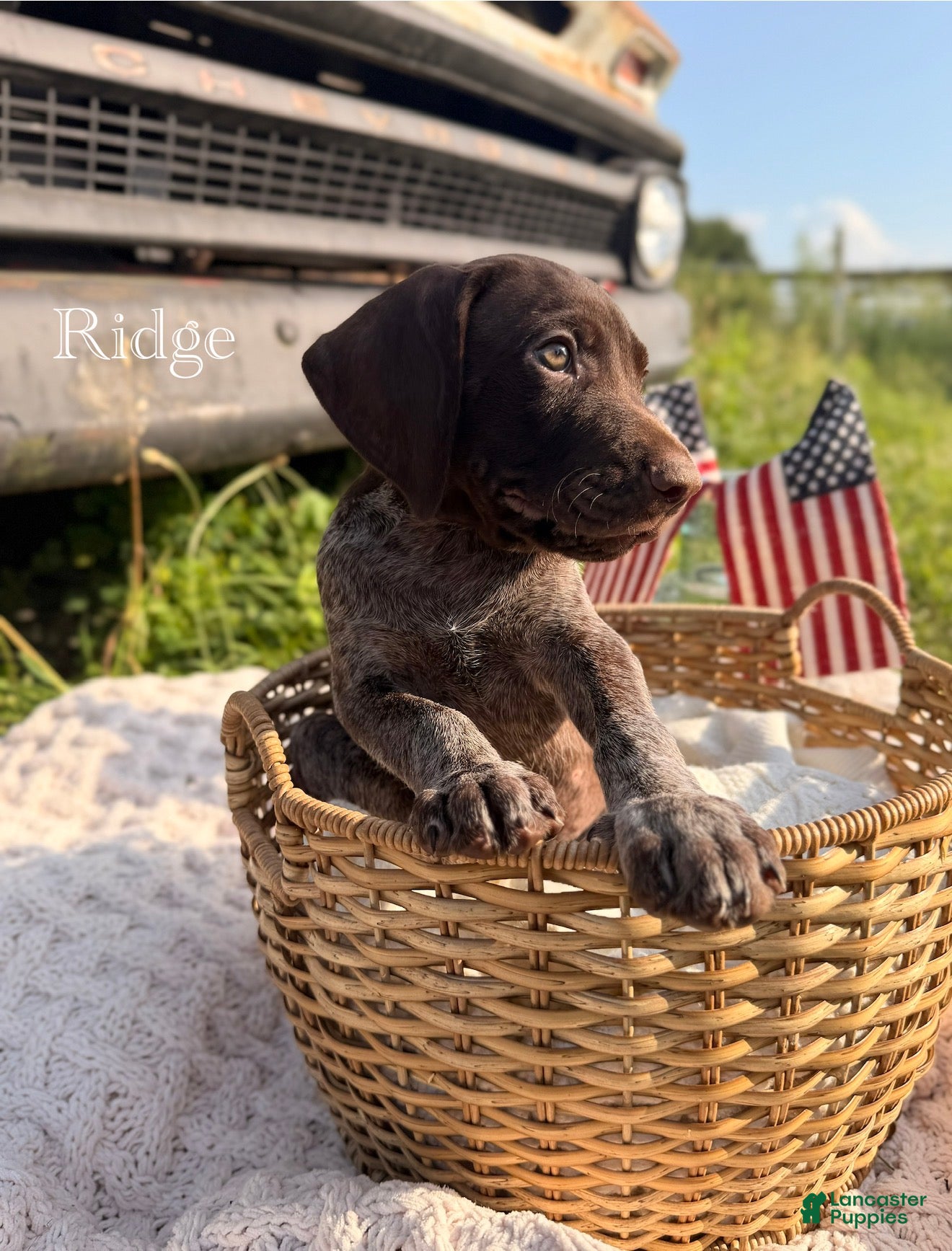 German Shorthaired Pointer dogs Ridge  - Ad 1