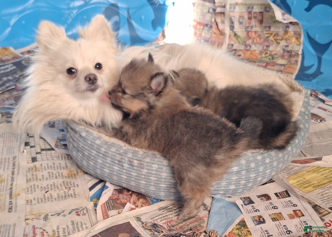 Pomeranian dogs for sale: Pomeranian Puppy 3 - Ad 5