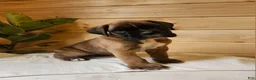 Boxer dogs for sale: Janko  - Ad 1
