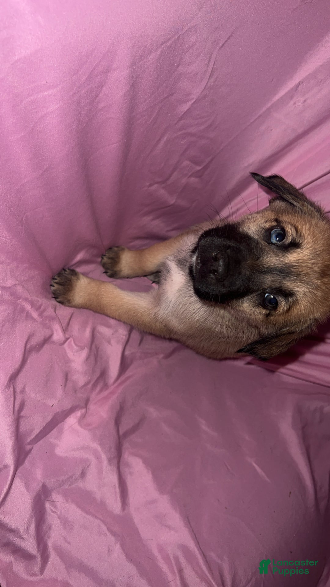 Mixed Breed dogs for sale: Boy 1 - Ad 3