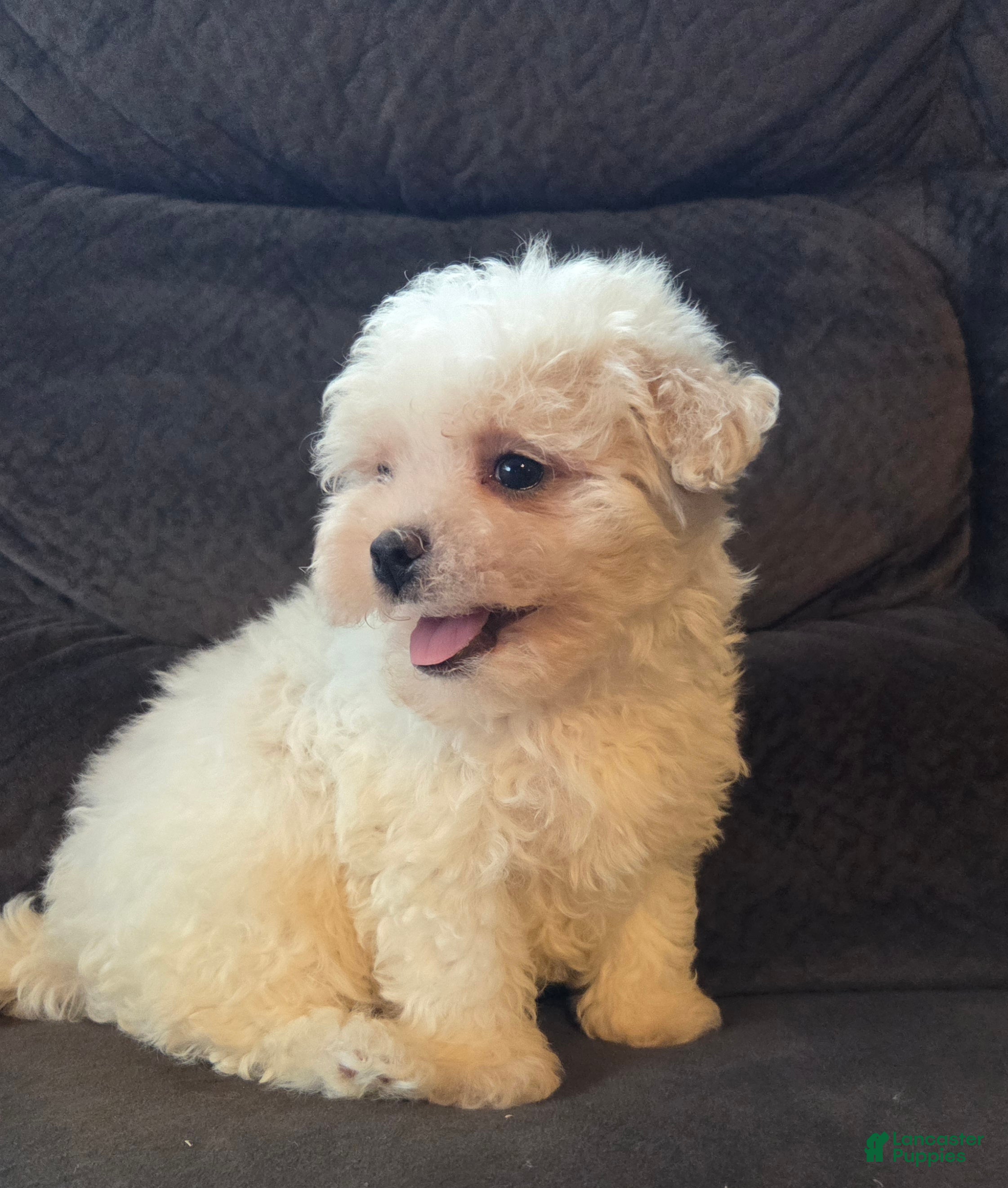 Mixed Breed dogs Beau Boy - Ad 2