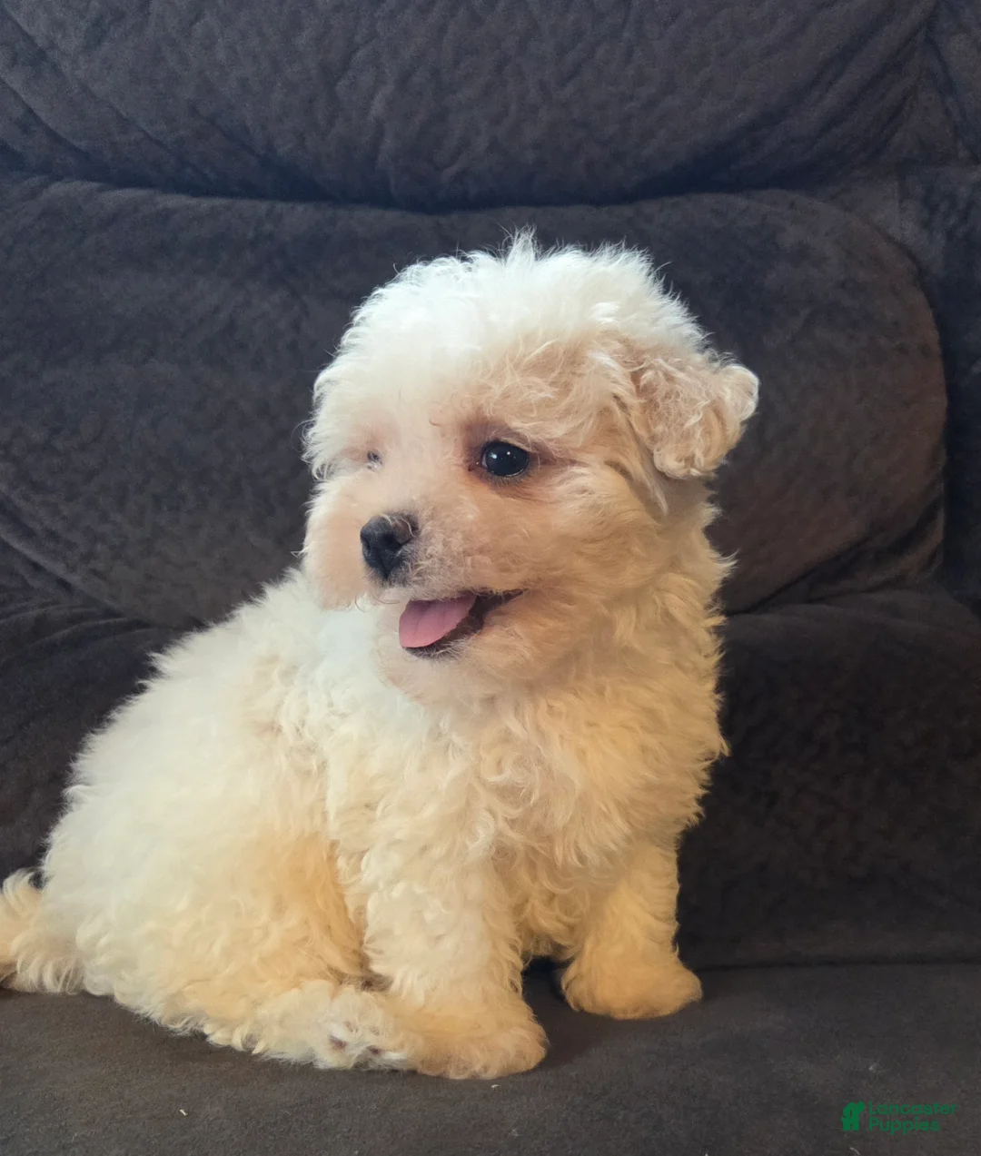 Mixed Breed dogs for sale: Beau Boy - Ad 2