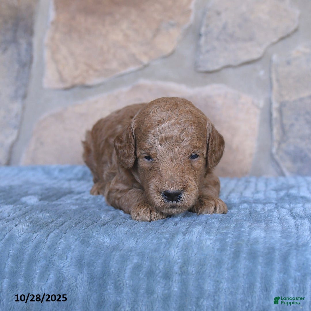 Mini Goldendoodle dogs for sale: Jersey - Ad 10