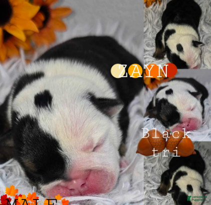 English Bulldog dogs Zayn - Ad 5