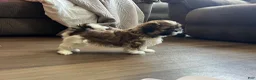 Shih Tzu dogs for sale: Snorlax - Ad 3